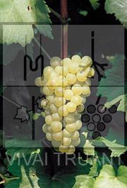 Foto di un grappolo d'uva di Chardonnay 95